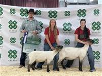 Canadian Arcott Sheep